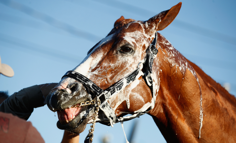 The face of a horse who knows he got away with something.